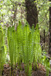 Fern