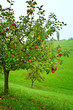 Apfelbaum