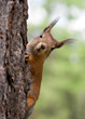 The squirrel looks out because of a tree trunk