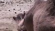 Camel eating in a zoo