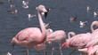 Flamingos in a lake with other birds