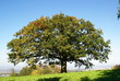 Eiche im Herbst
