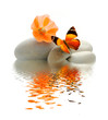 Papillon galet