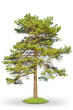 Scotch fir on white Scotch fir on white