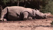 A rhinoceros falling into sleep in a zoo