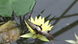 View of a butterfly gathering pollen and nectar on a flower