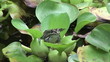 Little frog sitting on a leaf in a lake