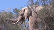 Elephant standing in a zoo in HD