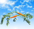 Orange carrot in the sky