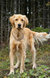 Chien