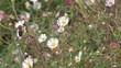 Close up of a worker bee gathering pollen and nectar on a daisy