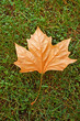 Beautiful autumn leaf