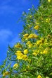 Yellow clematis flowers over the blue sky background Yellow clematis flowers over the blue sky background