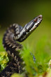 The Viper prepares for a throw.