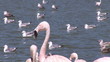 Flamingos looking at other birds in the lake
