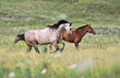 herd of wild horses running on the field herd of wild horses running on the field
