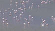 Top view of a group of flamingos looking for fishes in the lake