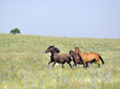 herd of wild horses running on the field herd of wild horses running on the field
