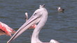 Pelican surrounded by flamingos standing next to a lake