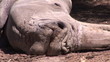 Close up of a rhinoceros sleeping on the ground