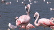 Herons and flamingos standing by the lake