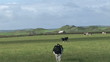 Video: Cows walking and eating on a field with blue sky on background Cows walking and eating on a field with blue sky on background