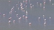 Panorama of flamingos looking for food in a lake