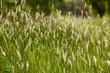Wild Grass Background Wild Grass Background