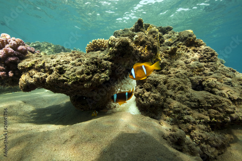 Photo: anemonefish and ocean anemonefish and ocean