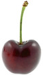 cerise
