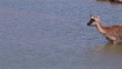 Footage of a doe chewing in a river