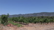 View of a Vineyard in France
