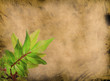 Grunge Flower background Grunge Flower background