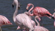 Flamingos and birds in a lake