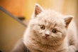 Lilac British Kitten