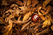 Chestnut in a Autumn Foliage