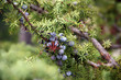 wacholderbeeren