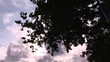 Video: Top of a tree in the wind with sky in background Top of a tree in the wind with sky in background