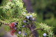 Wacholder juniperus