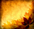 Autumn leaves for design