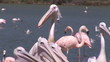 Close-up of herons and flamingos in front of a river