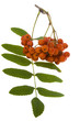 Bunch of red rowan isolated on white