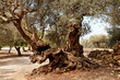 Olivenbaum