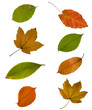 collection different autumn leaves isolated on white background