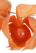Physalis