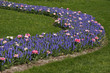 Muscari, Trauben-Hyazinthen mit Tulpen - Hyacinths in spring