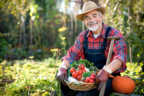 Photo: Senior gardener with a basket of harvested vegetables Senior gardener with a basket of harvested vegetables