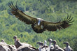 Griffon Vulture in flight
