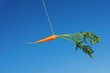 Orange carrot in the sky