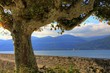 albero